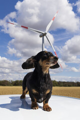 Green Energy. Epic view of dachshund with windmill electric in the background. Bright blue sky with...