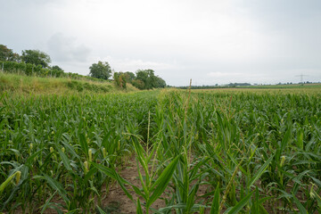 Maisfeld im Juli