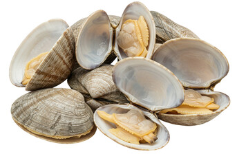 A close up view showing a pile of clams with some open shells revealing the inside and the clam meat on transparent background
