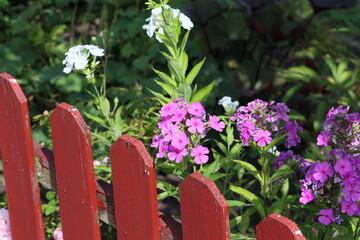 Sweden. Phlox paniculata is a species of flowering plant in the phlox family (Polemoniaceae). It is...