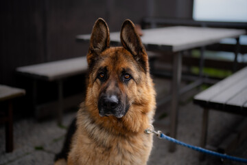 German Shepard dog portrait with dark background looking neutral but happy 