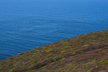 A steep coastal slope in Brittany, France, covered in vibrant purple heather leading down to the...
