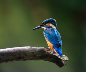 Alcedo atthis on a branch