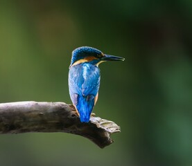 Alcedo atthis perched on a branch