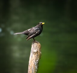 Turdus merula on a tree stump