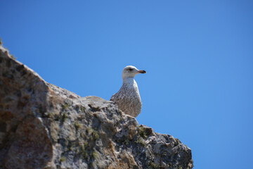 A full-body shot of a seagull standing on a craggy rock against the deep blue sky of the Brittany coast.