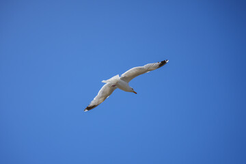 A graceful seagull is captured in mid-flight from below, soaring against a vast, clear blue sky in Brittany.
