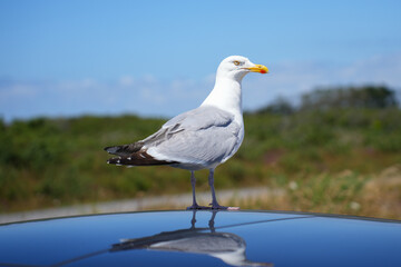 A seagull stands on the reflective roof of a car, creating a mirror image against a clear blue sky in Brittany.