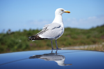 A curious seagull stands tall on the reflective roof of a car in Brittany, creating a clear mirror image.