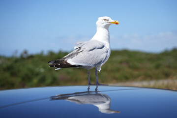 A full-profile view of a seagull perched on a car roof, reflected in the surface against a pale sky in Brittany.