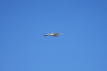 A lone seagull soars high in a vast and empty blue sky, symbolizing freedom and solitude in Brittany.