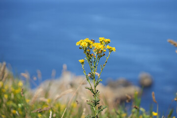 A close-up of a yellow coastal wildflower with the sea and sky creating a soft, blue background in Brittany.