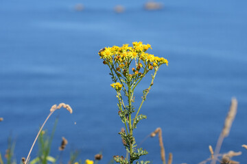 Obraz premium A single yellow wildflower stands against the blurred background of the deep blue sea on the coast of Brittany.