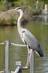 A full-body, vertical portrait of a grey heron standing patiently on a fence post next to a lake,...
