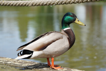 A colorful male mallard duck (drake) with a shimmering green head stands proudly on a stone ledge by the water.