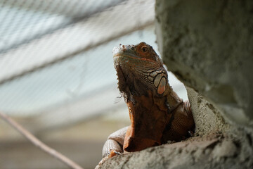 The back and head of a green iguana, showcasing the spiny crest along its spine, as it rests in a zoo enclosure.