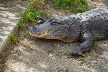 A close-up of an American alligator's head, showing its powerful jaw and textured skin in its zoo...