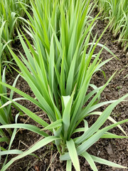 Obraz premium Early indicators of saltwater intrusion affecting rice crops in a delta region, including slowed growth and bluish-green leaves