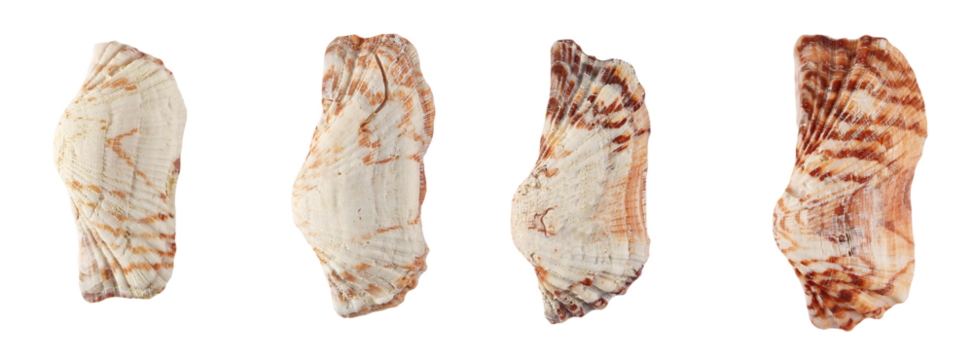 Set colorful seashell isolated on white background,  top view