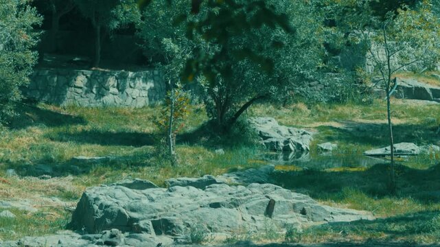 Scenic forest clearing with sunlight filtering through tall green trees and casting light over rocks and grass. The area is peaceful, untouched, and natural, ideal for nature-themed projects. A quiet