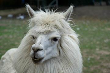 A white llama with a big smile on its face