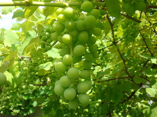 grapes on vine