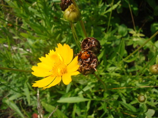 bee on a yellow flower