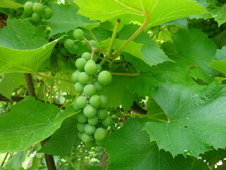 grapes on vine