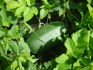 Obraz premium zucchini in the garden
