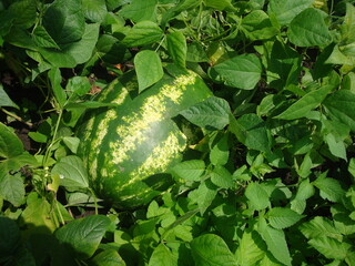 watermelon
