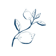 Hand drawn lemon branch with leaves on white background botanical ink line art illustration for packaging and branding