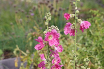 Sweden. Alcea rosea, the common hollyhock, is an ornamental dicot flowering plant in the family Malvaceae. 
