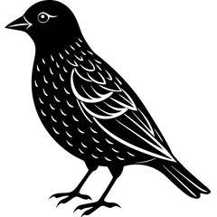 vector illustration of a bird