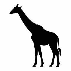 Giraffe Silhouette on White Background