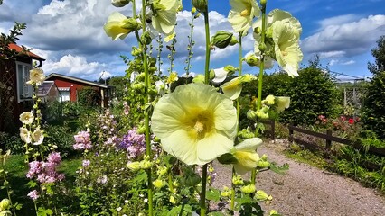 Sweden. Alcea rosea, the common hollyhock, is an ornamental dicot flowering plant in the family...