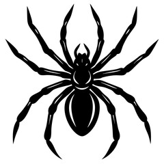 vector illustration of a spider,  on white background 