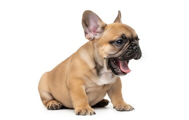 Obraz premium Französische Bulldogge beim Gähnen