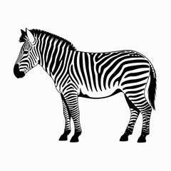 Obraz premium Zebra Illustration in Black and White Design