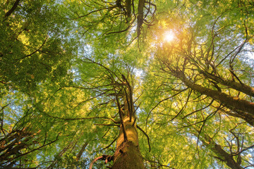 Up from the bottom view of the tops of trees with green foliage, the top of forest trees among which the rays of the sun break through