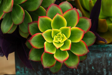 Single succulent
