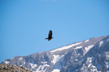 Wild hawk soaring through clear blue skies. predator of the skies. Hawk in the sky. Strength and solitude