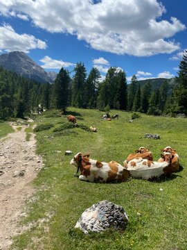 Resting Cows in Lush Alpine Meadow near Tre Cime di Lavaredo, Dolomites, Peaceful Summer Landscape with Pine Trees, Blue Sky and Vibrant Green Grass in the Italian Alps