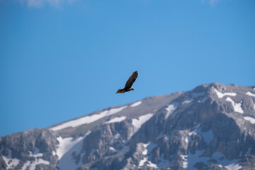 Wild hawk soaring through clear blue skies. predator of the skies. Hawk in the sky. Strength and solitude
