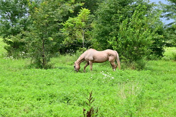White Horse in a Field
