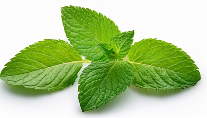 a fresh vibrant pudina mint leaf isolated on a clean white background