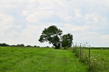 Fototapeta premium Oak Tree on a Hill in a Field