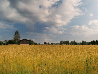 A field of golden wheat with a small house in the background. The sky is cloudy and the sun is not...