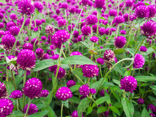 Beautiful purple globe amaranth flowers blooming in a lush garden, creating a vibrant and colorful...
