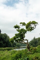 Serene riverside view showcasing a unique tree amidst lush greenery under a cloudy sky