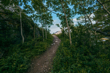 Hiking Trail Through Aspen Forest in Waterton Lakes